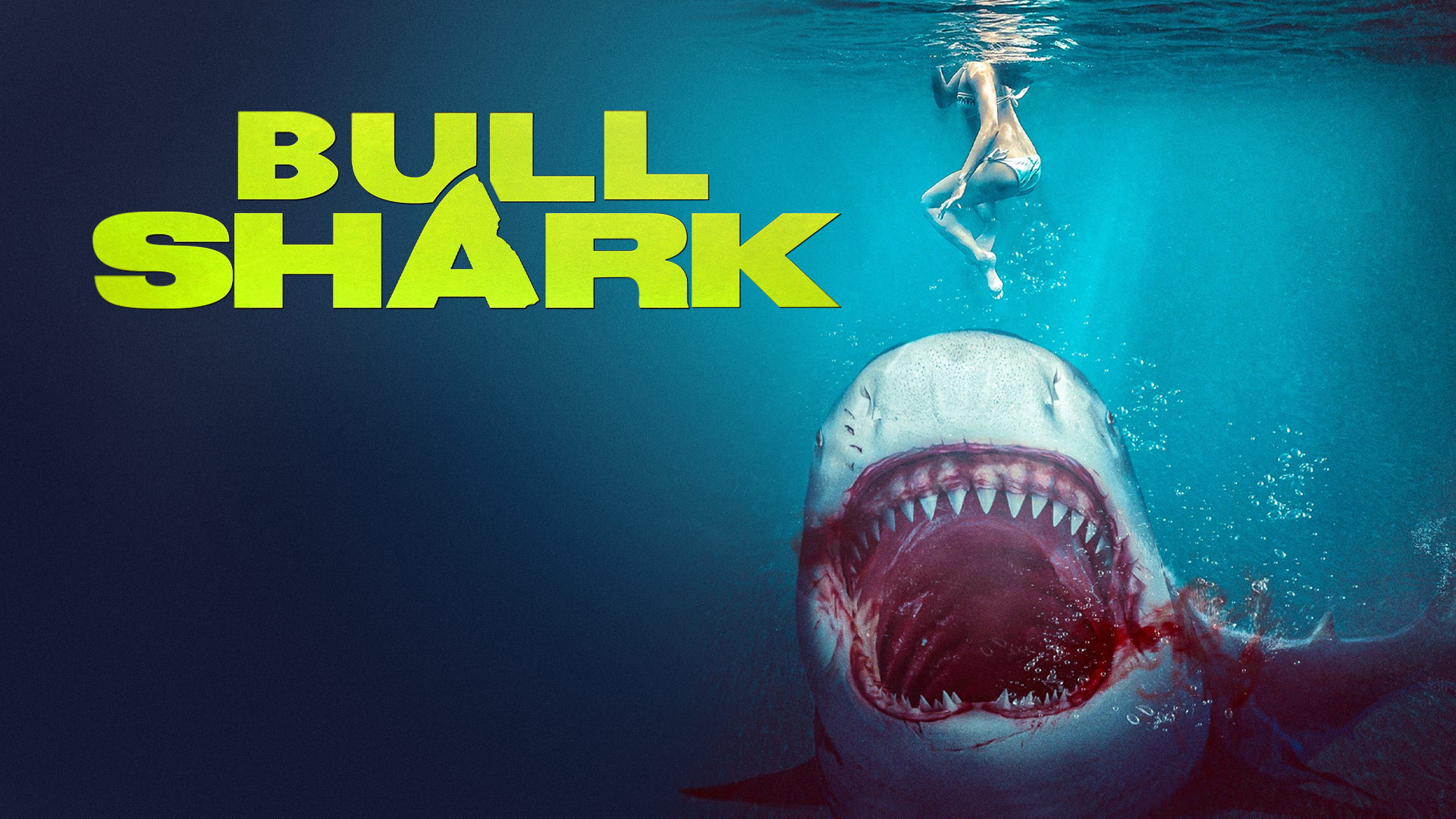 Bull Shark