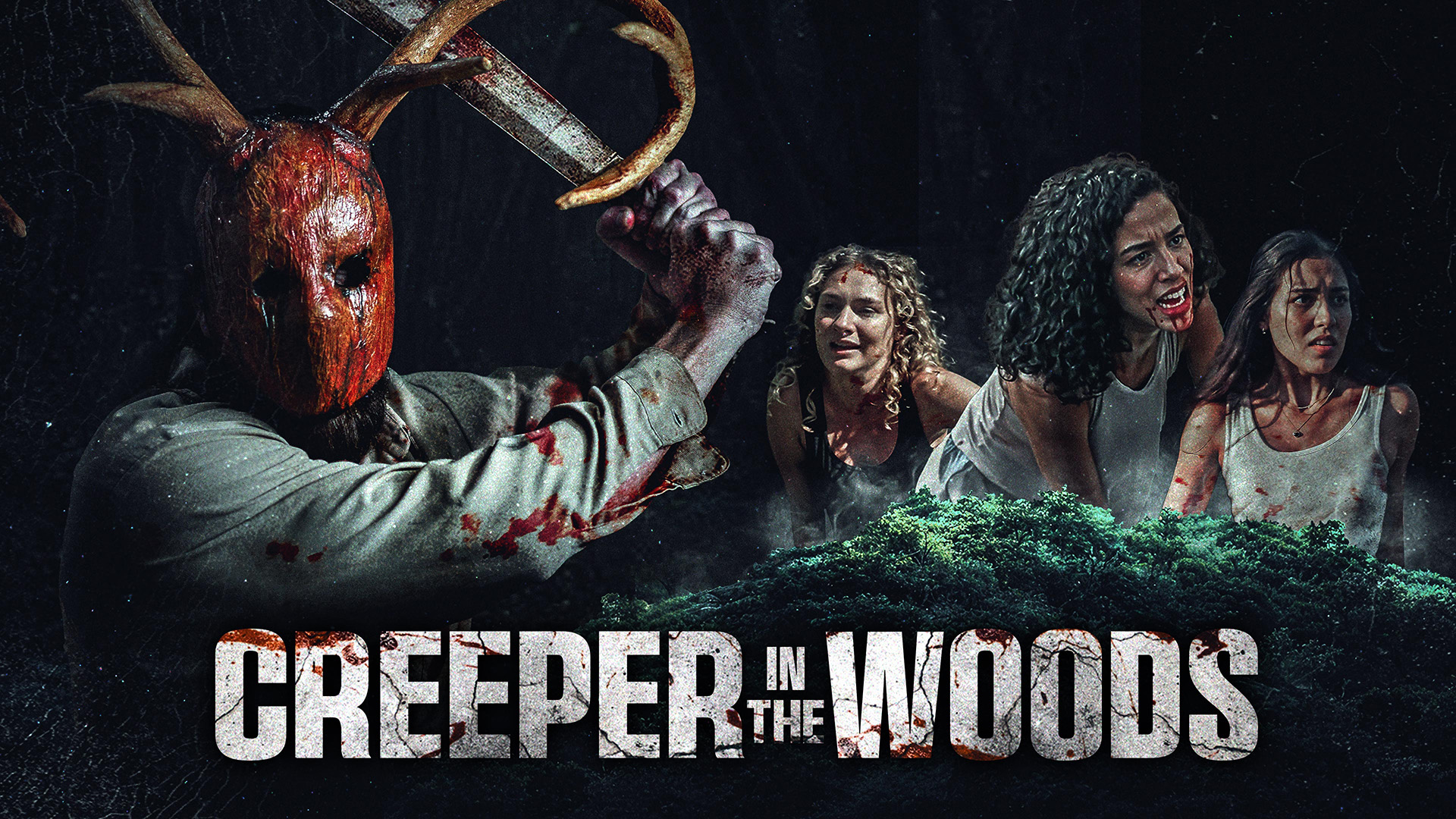 Creeper in the Woods